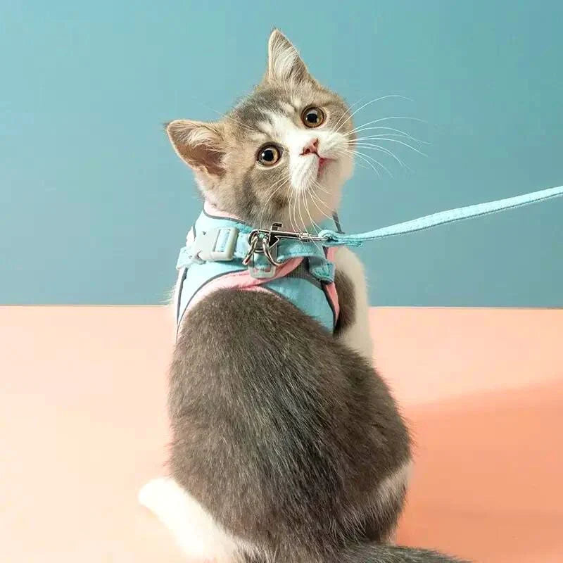 Comfortable and secure cat harness - Ideal for outings